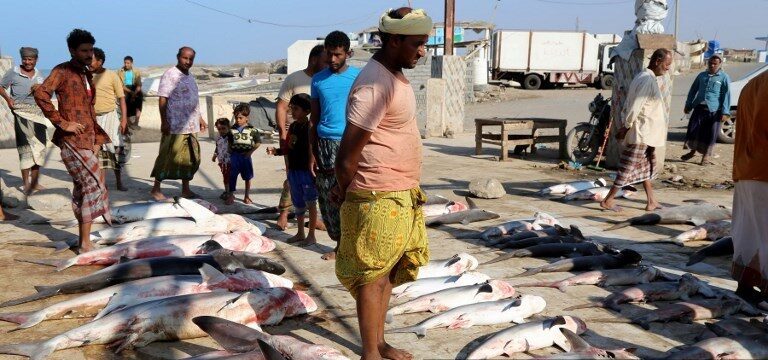 الانزال السمكي في الخوخة إيراد كبير وحراج مكشوف 1 الانزال السمكي في الخوخة إيراد كبير وحراج مكشوف
