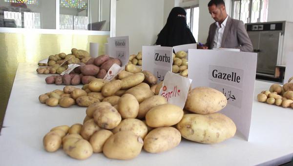 مليشيا الحوثي تفرض حظر على المزارعين من استيراد البطاط