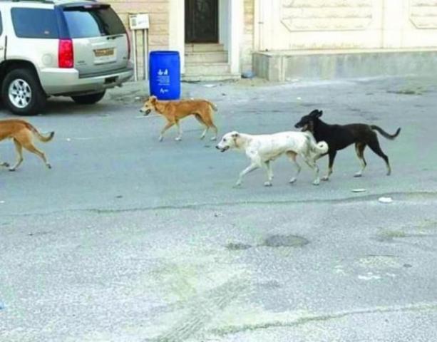 السعودية .. وفاة طفل بسبب كلب ضال نهش جسده 1 السعودية .. وفاة طفل بسبب كلب ضال نهش جسده