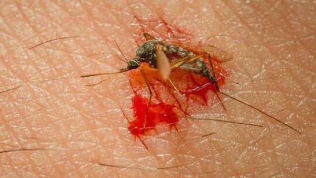 طرق مثالية للتخلص من البعوض .. تعرف عليها 1 طرق مثالية للتخلص من البعوض .. تعرف عليها
