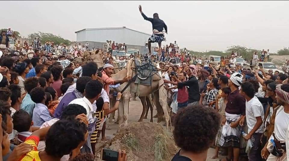 جني التمور والمناصف.. مهرجان كرنفالي سنوي في الدريهمي