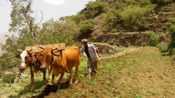 القطاع الزراعي في اليمن يوفر 20 % من الغذاء