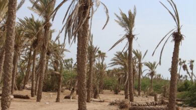 مليشيا الحوثي تجبر مزارعي الدريهمي على تسليم التمور لدعم مقاتليها