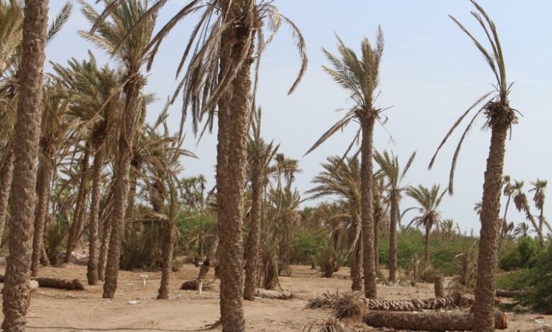 مليشيا الحوثي تجبر مزارعي الدريهمي على تسليم التمور لدعم مقاتليها