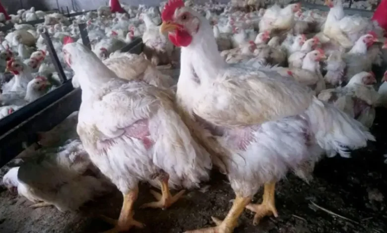 مليشيا الحوثي توجّه بخفض إنتاج الدواجن بعد تراجع الأسعار وتزايد المخاوف الصحية 1 مليشيا الحوثي توجّه بخفض إنتاج الدواجن بعد تراجع الأسعار وتزايد المخاوف الصحية