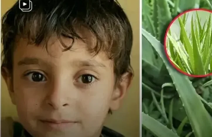 وفاة طفل في حجة بعد تناوله نبتة سامة