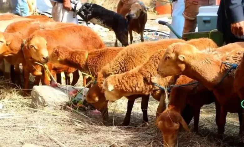 مليشيا الحوثي تصادر أضاحي عيد مخصصة لأسرة نازحة في مأرب 1 مليشيا الحوثي تصادر أضاحي عيد مخصصة لأسرة نازحة في مأرب