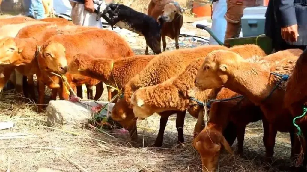 مليشيا الحوثي تصادر أضاحي عيد مخصصة لأسرة نازحة في مأرب