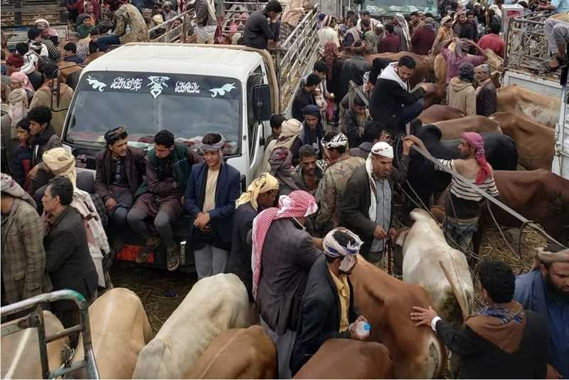 مليشيا الحوثي تفرض أضاحي إجبارية على سكان قرى إب تحت ذريعة دعم الجبهات