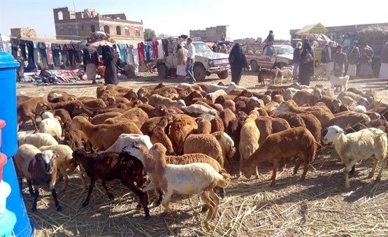 الأضاحي في اليمن.. أسعار مرتفعة ورقابة غائبة ومعاناة متصاعدة