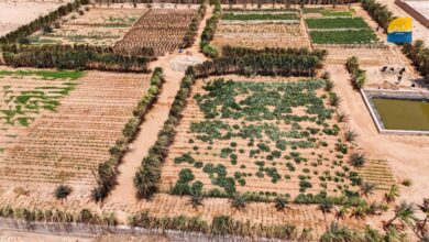 مركز الملك سلمان يوقّع اتفاقية لدعم المزارعين وتعزيز الأمن الغذائي في اليمن 2 مركز الملك سلمان يوقّع اتفاقية لدعم المزارعين وتعزيز الأمن الغذائي في اليمن