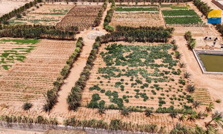 مركز الملك سلمان يوقّع اتفاقية لدعم المزارعين وتعزيز الأمن الغذائي في اليمن 1 مركز الملك سلمان يوقّع اتفاقية لدعم المزارعين وتعزيز الأمن الغذائي في اليمن