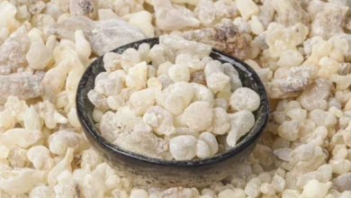 اللبان الذكر.. فوائد علاجية محتملة تمتد من تخفيف الالتهابات إلى دعم صحة الأمعاء