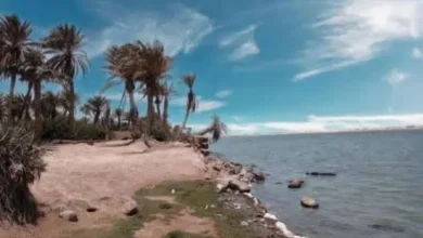 وفاة صياد متأثراً بجراحه إثر هجوم مفاجئ لسمكة قبالة سواحل الخوخة 3 وفاة صياد متأثراً بجراحه إثر هجوم مفاجئ لسمكة قبالة سواحل الخوخة