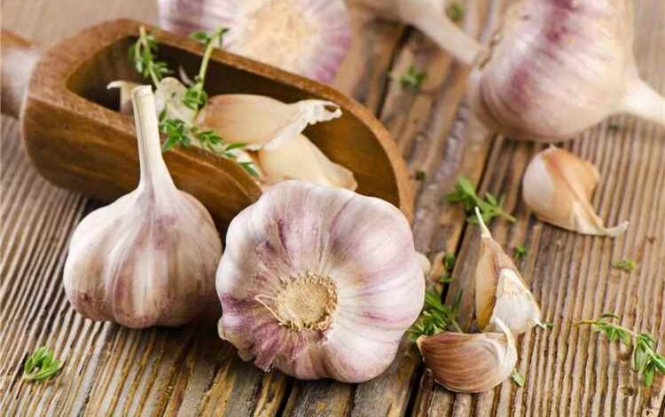 فص واحد يومياً من الثوم.. فوائد صحية قد تحمي القلب وتعزز المناعة 1 فص واحد يومياً من الثوم.. فوائد صحية قد تحمي القلب وتعزز المناعة