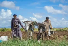 سياسات مليشيا الحوثي وأزمات الوقود تعمق انهيار القطاع الزراعي في اليمن