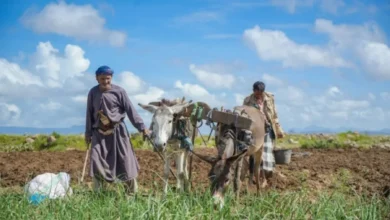 سياسات مليشيا الحوثي وأزمات الوقود تعمق انهيار القطاع الزراعي في اليمن
