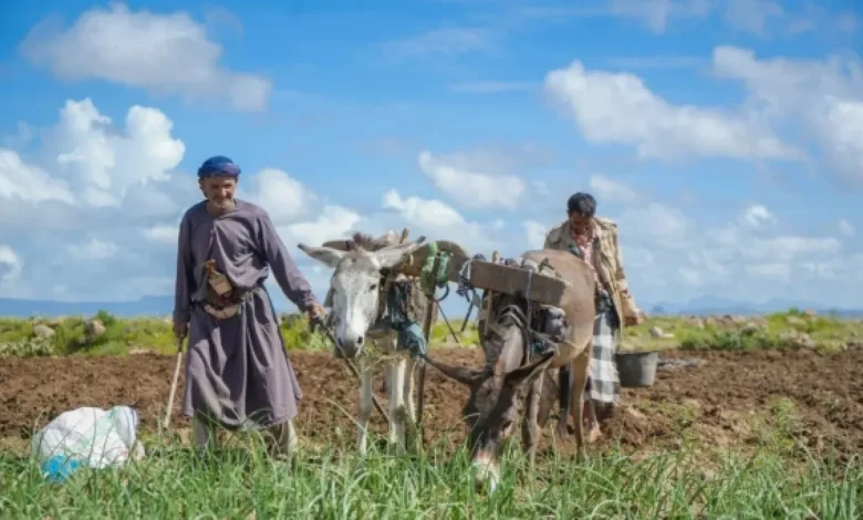 سياسات مليشيا الحوثي وأزمات الوقود تعمق انهيار القطاع الزراعي في اليمن