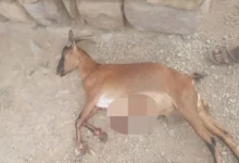 إرهاب الحوثي يطال رعاة الأغنام وممتلكاتهم غرب محافظة تعز