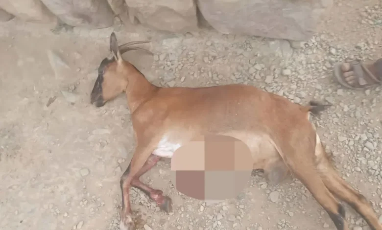 إرهاب الحوثي يطال رعاة الأغنام وممتلكاتهم غرب محافظة تعز 1 إرهاب الحوثي يطال رعاة الأغنام وممتلكاتهم غرب محافظة تعز