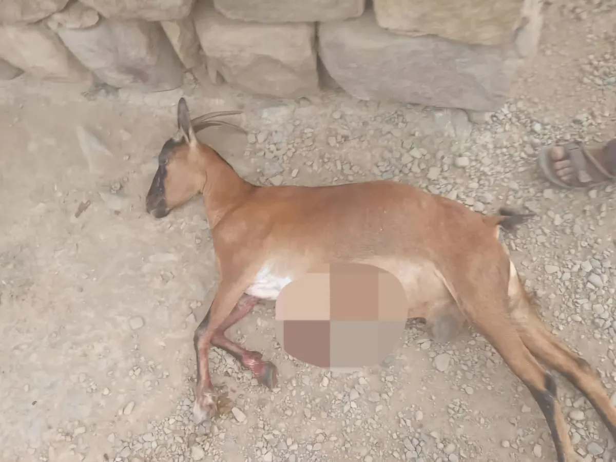 إرهاب الحوثي يطال رعاة الأغنام وممتلكاتهم غرب محافظة تعز
