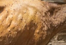 المحويت تشهد نفوق عشرات الأبقار بسبب وباء جلدي ومزارعون يشكون غياب الاستجابة