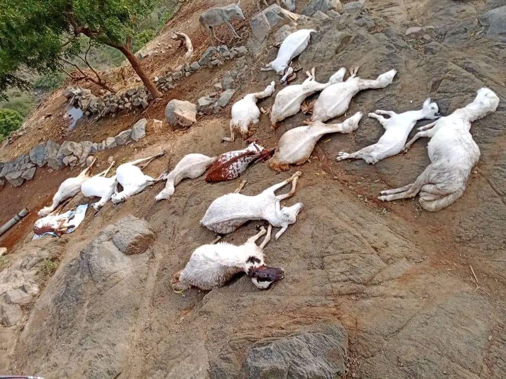 صاعقة رعدية تنفق نحو 20 رأساً من الماشية في كعيدنة بحجة