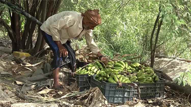 رغم الإنتاج القياسي.. مزارعو الموز في اليمن يواجهون أزمة تهدد استمرار الزراعة