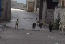 30 مصاباً بينهم أطفال بهجمات كلاب ضالة في إب