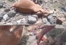 مليشيا الحوثي تقصف قرية سكنية في الوازعية وتلحق أضراراً بممتلكات المواطنين