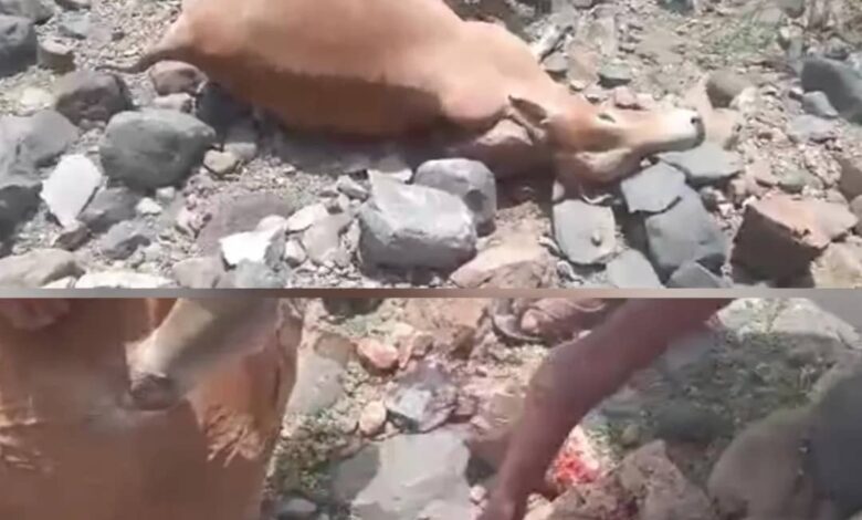 مليشيا الحوثي تقصف قرية سكنية في الوازعية وتلحق أضراراً بممتلكات المواطنين 1 مليشيا الحوثي تقصف قرية سكنية في الوازعية وتلحق أضراراً بممتلكات المواطنين