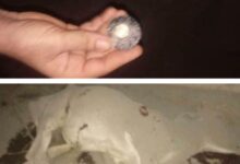 قصف حوثي يوقع إصابتين بين المدنيين ويتسبب بنفوق ماشية في ريف حيس