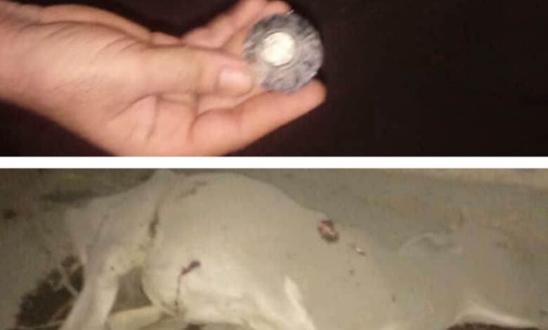 قصف حوثي يوقع إصابتين بين المدنيين ويتسبب بنفوق ماشية في ريف حيس 1 قصف حوثي يوقع إصابتين بين المدنيين ويتسبب بنفوق ماشية في ريف حيس