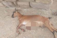 قصف حوثي يستهدف منطقة مدنية شمال حيس ويتسبب بنفوق عدد من الأغنام