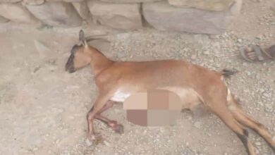 قصف حوثي يستهدف منطقة مدنية شمال حيس ويتسبب بنفوق عدد من الأغنام 1 قصف حوثي يستهدف منطقة مدنية شمال حيس ويتسبب بنفوق عدد من الأغنام