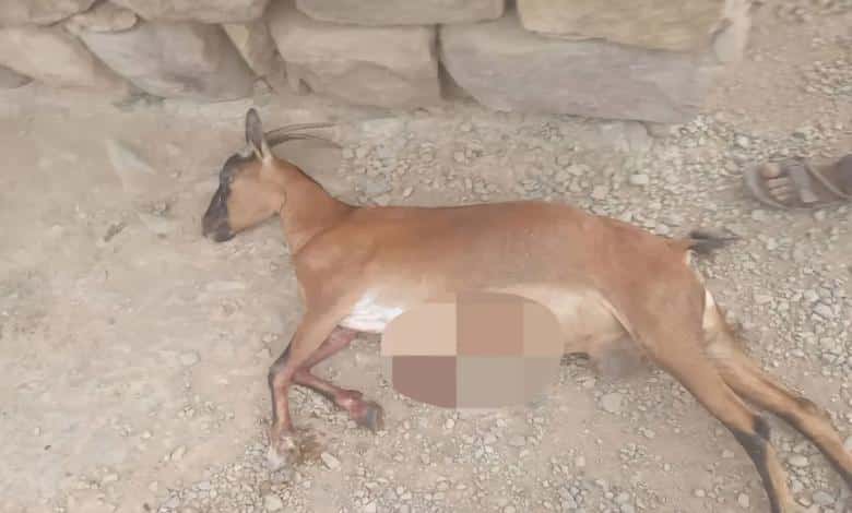 قصف حوثي يستهدف منطقة مدنية شمال حيس ويتسبب بنفوق عدد من الأغنام