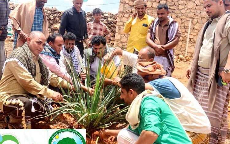 سقطرى تحيي يوم الغابات بحملة تشجير ونظافة في دكسم 1 سقطرى تحيي يوم الغابات بحملة تشجير ونظافة في دكسم