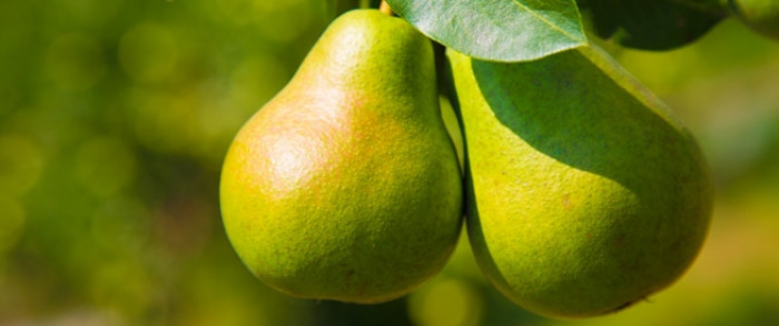 فوائد الكمثرى الصحية عديدة تعرف عليها 1 فوائد الكمثرى الصحية عديدة تعرف عليها