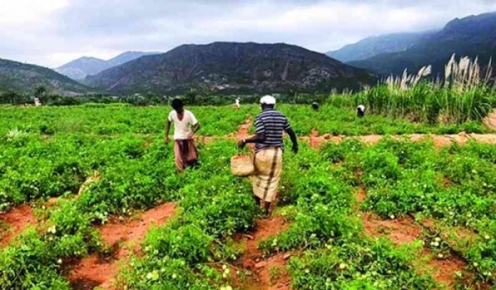 جهود إماراتية للإرتقاء بالقطاع الزراعي لدعم السوق المحلي بالمنتجات في سقطرى 1 جهود إماراتية للإرتقاء بالقطاع الزراعي لدعم السوق المحلي بالمنتجات في سقطرى