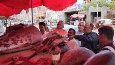 عدن.. حملة رقابية على أسعار بيع الأسماك في المنصورة