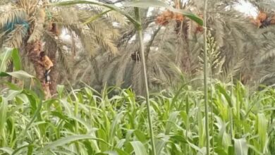 مديرية الدريهمي تستعد لموسم جني التمور