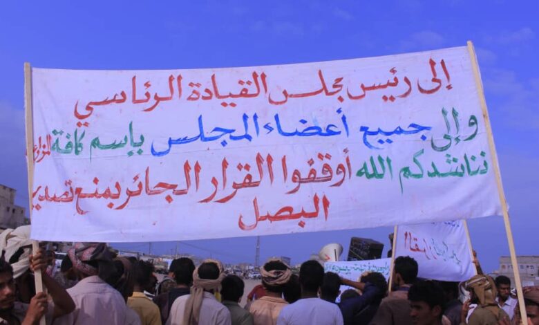 مزارعو البصل في تهامة يرفضون قرار وقف التصدير الجائر
