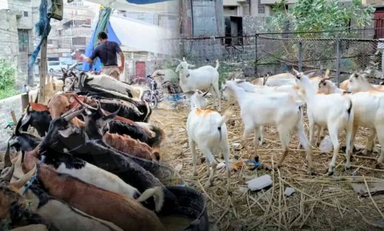 مربو المواشي في الحوبان يتذمرون من تكرار سرقات الأغنام وسط تقاعس الحوثيين 1 مربو المواشي في الحوبان يتذمرون من تكرار سرقات الأغنام وسط تقاعس الحوثيين