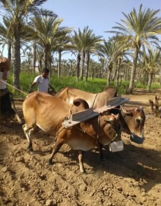 بعد تطهير مزارعهم من ألغام الحوثي .. مزارعو الدريهمي يعودون لأعمال الفلاحة 1 بعد تطهير مزارعهم من ألغام الحوثي .. مزارعو الدريهمي يعودون لأعمال الفلاحة