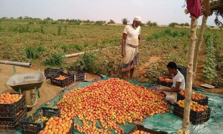 مليشيا الحوثي تضاعف خسائر مزارعي الطماطم في الحديدة