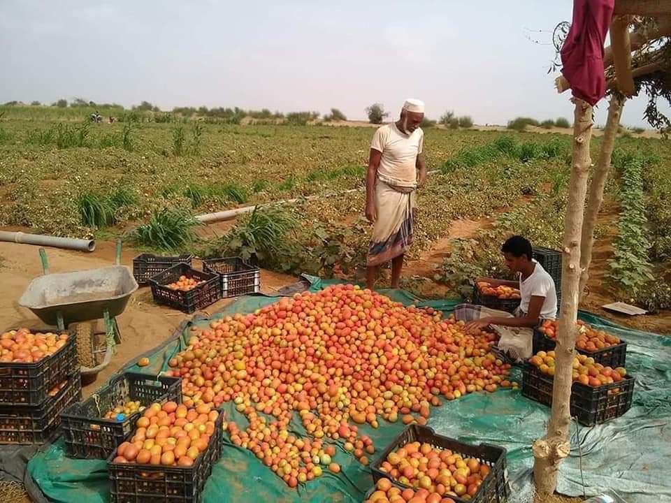 مليشيا الحوثي تضاعف خسائر مزارعي الطماطم في الحديدة