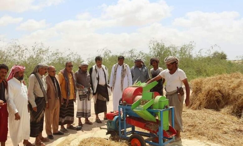 نجاح أول تجربة لزراعة القمح في شبوة