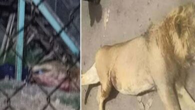 في حادثة مروعة.. أسد يلتهم حارسه في حديقة حيوان بمصر