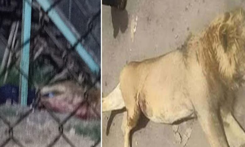 في حادثة مروعة.. أسد يلتهم حارسه في حديقة حيوان بمصر