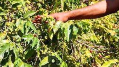 فريق فني من وزارة الزراعة يجري مسح لمحصول أشجار البُن في يِهَر بلحج